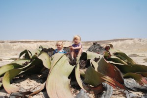 Sorelline sulla Welwitschia Mirabilis